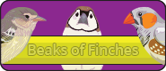 Beaks of Finches's Link