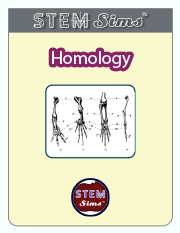 Homology Brochure's Thumbnail