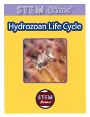 Hydrozoan Life Cycle Brochure's Thumbnail