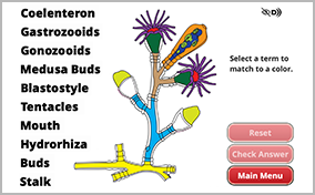 Hydrozoan Life Cycle Thumbnail