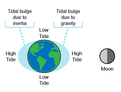 
							
								Diagram of tidal bulges on earth relative to the position of the moon
							
							