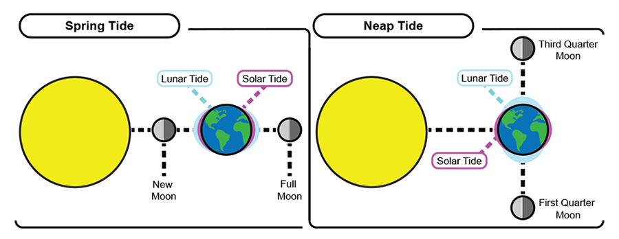 
							
								Diagrams showing tidal bulges due to the position of both the sun and moon relative to earth during a spring tide and a neap tide
							
							