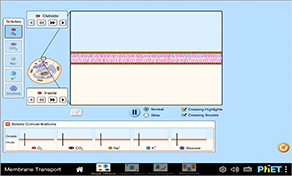 Membrane Diffusion 2 Thumbnail