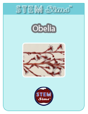 Obelia Brochure's Thumbnail